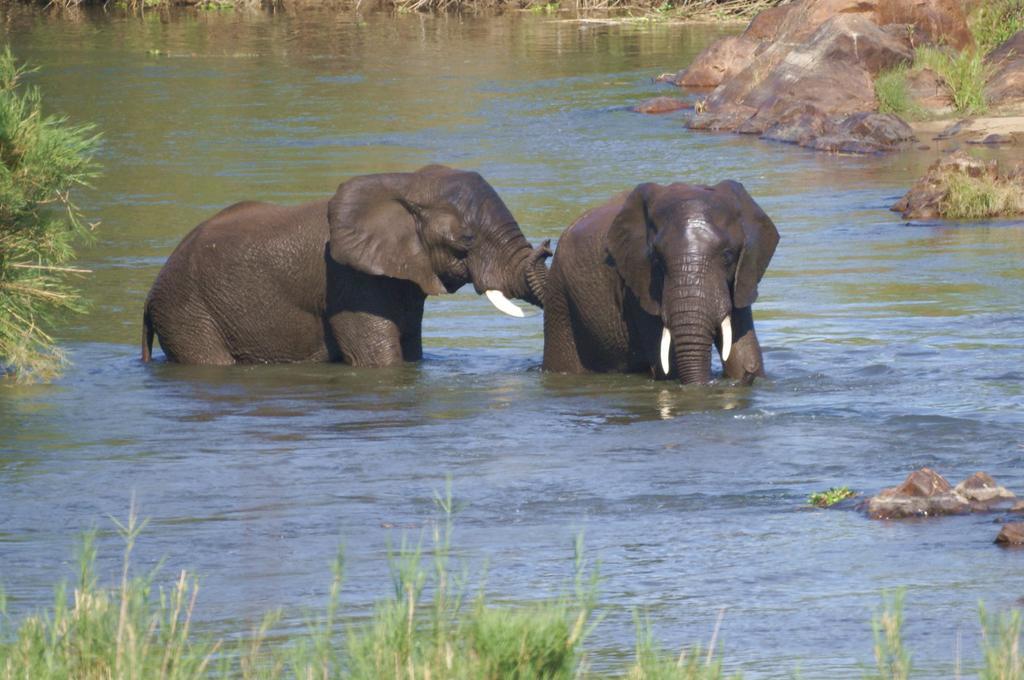 Kruger River Holiday Home Marloth Park Zewnętrze zdjęcie